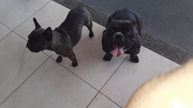 American bully - Foto 3