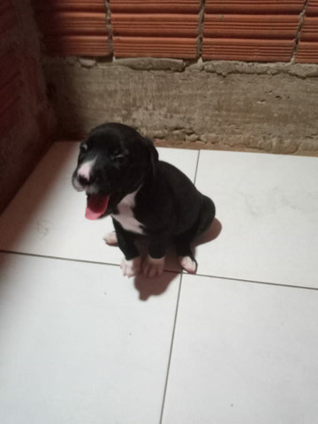 Filhotes de Pit Bull com Labrador - Foto 2