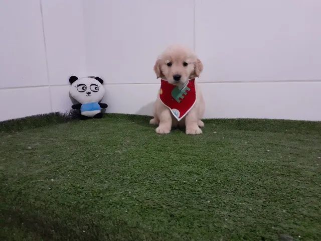 Golden Retriever =]
