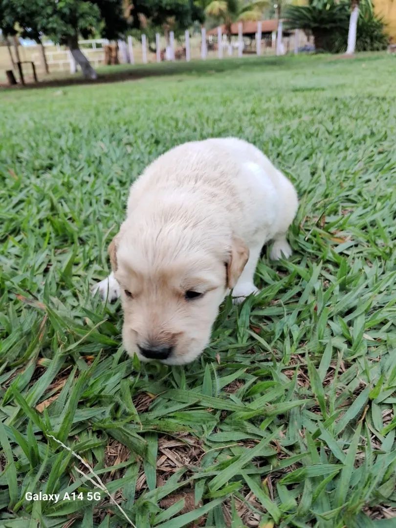 Golden Retriever com procedência  - Foto 2