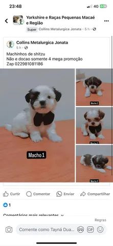 Shitzu  - Foto 5