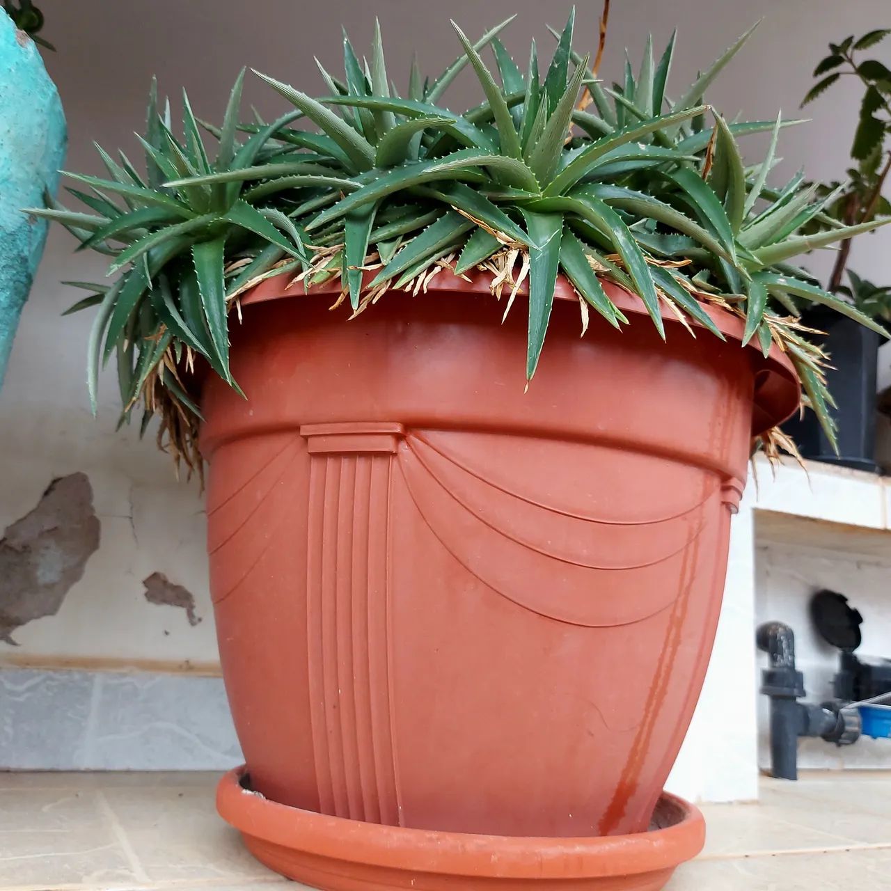 Dyckia brevifolia - Cacto - Suculenta