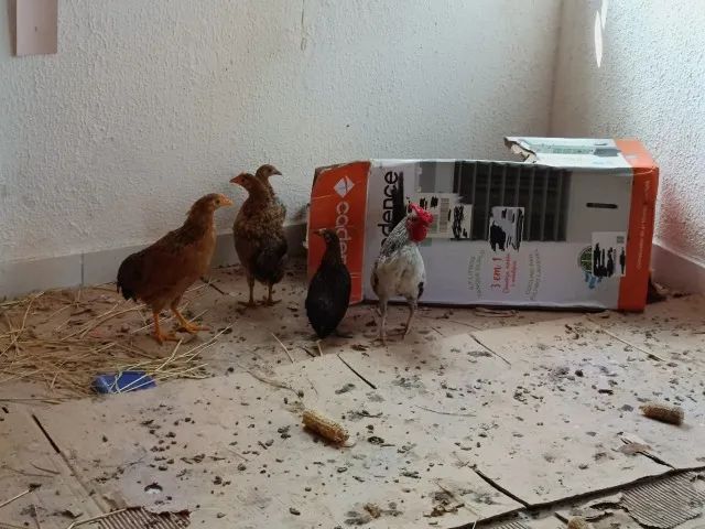 MINI GARNIZÉ  - Foto 4