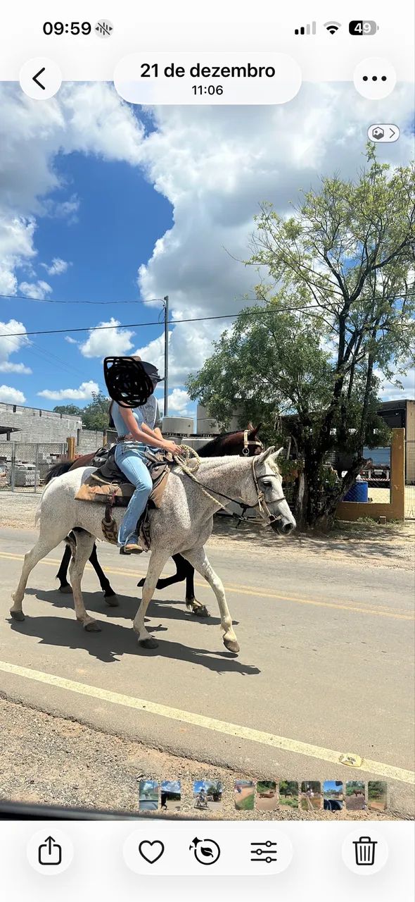 Vendo  cavalos manga larga