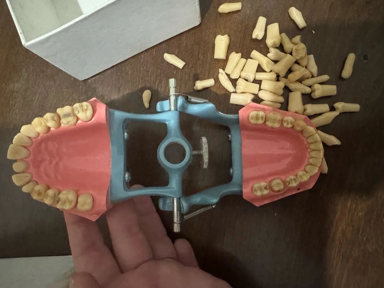 Manequim odontológico para prótese ou dentistica MODDO (P - OCLUSAL) com dentes reserva - Foto 5