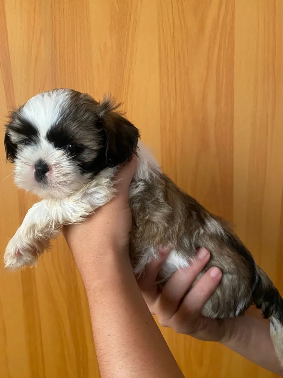Filhote Shih Tzu Raça Pura Macho