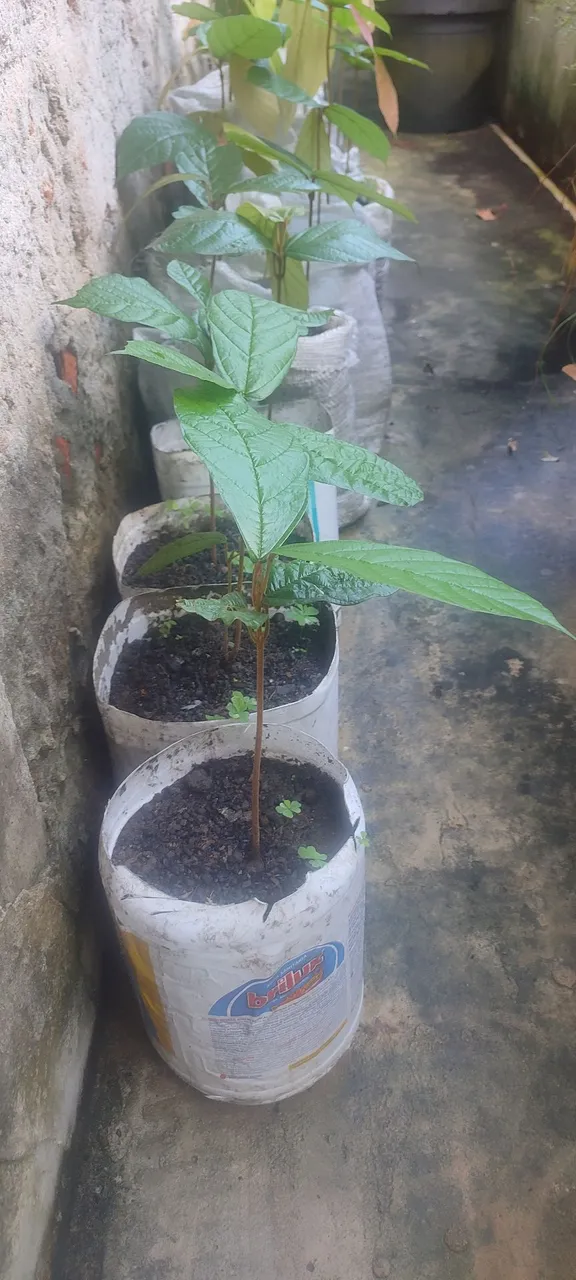Muda de cupuaçu