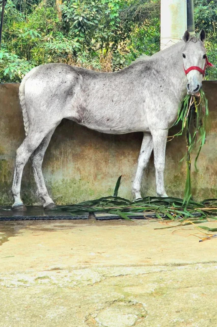 EGUAS MANSA  - Foto 4