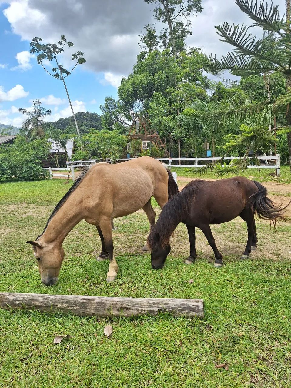 Vendo cavalo crioulo e um pônei  - Foto 6