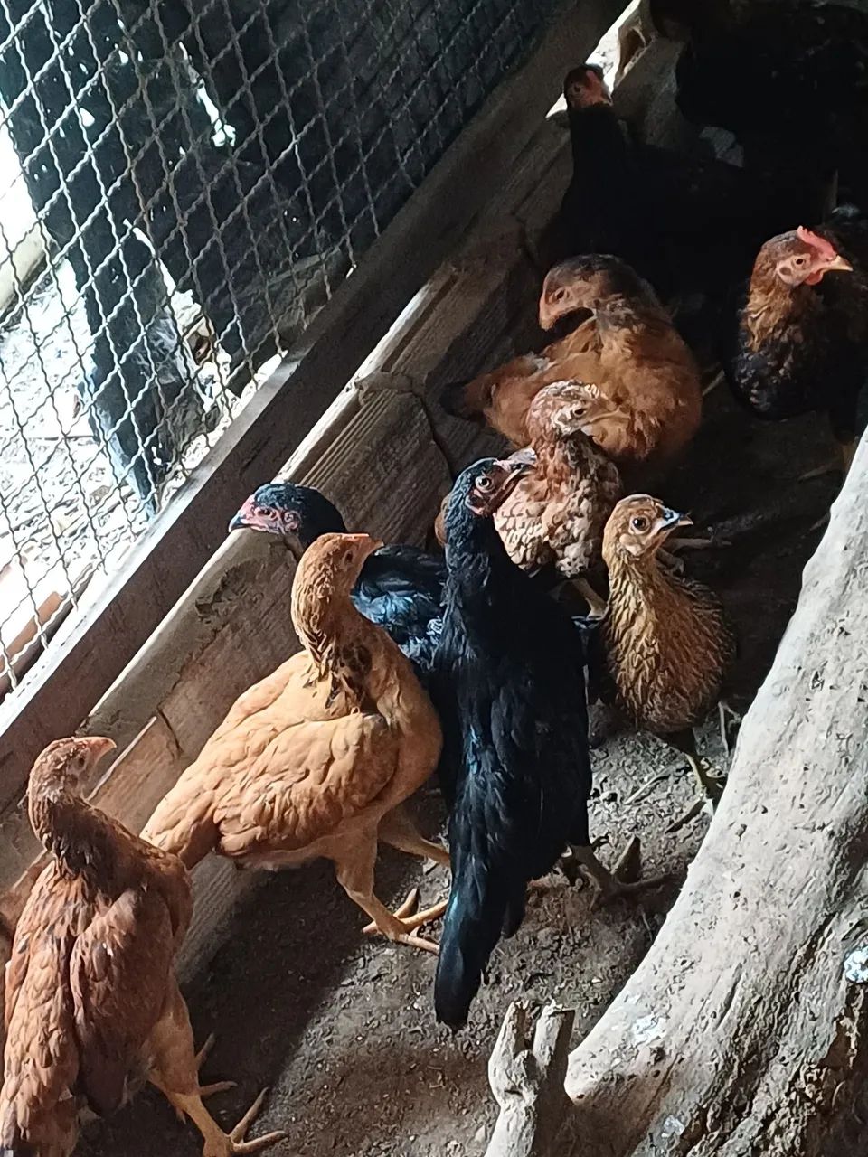Frango e galinha  - Foto 3