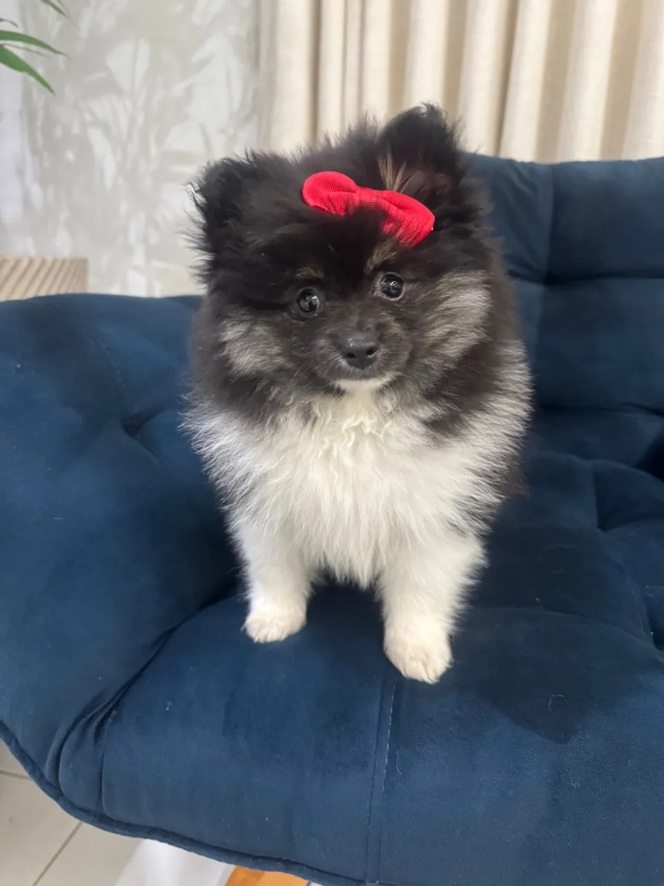 Filhote Spitz Alemão fêmea