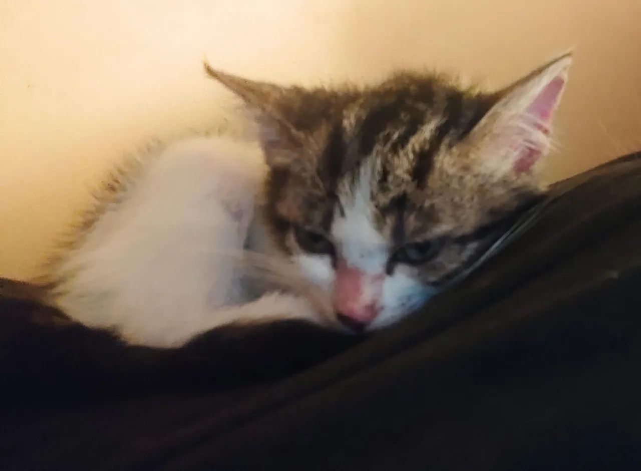 Gatinho fofinho para adoção - levo até a pessoa