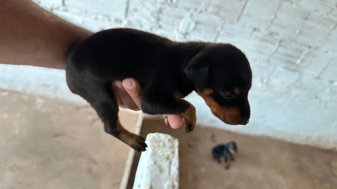 VENDA DE FILHOTES DE DOBERMAN AMERICANO PURO