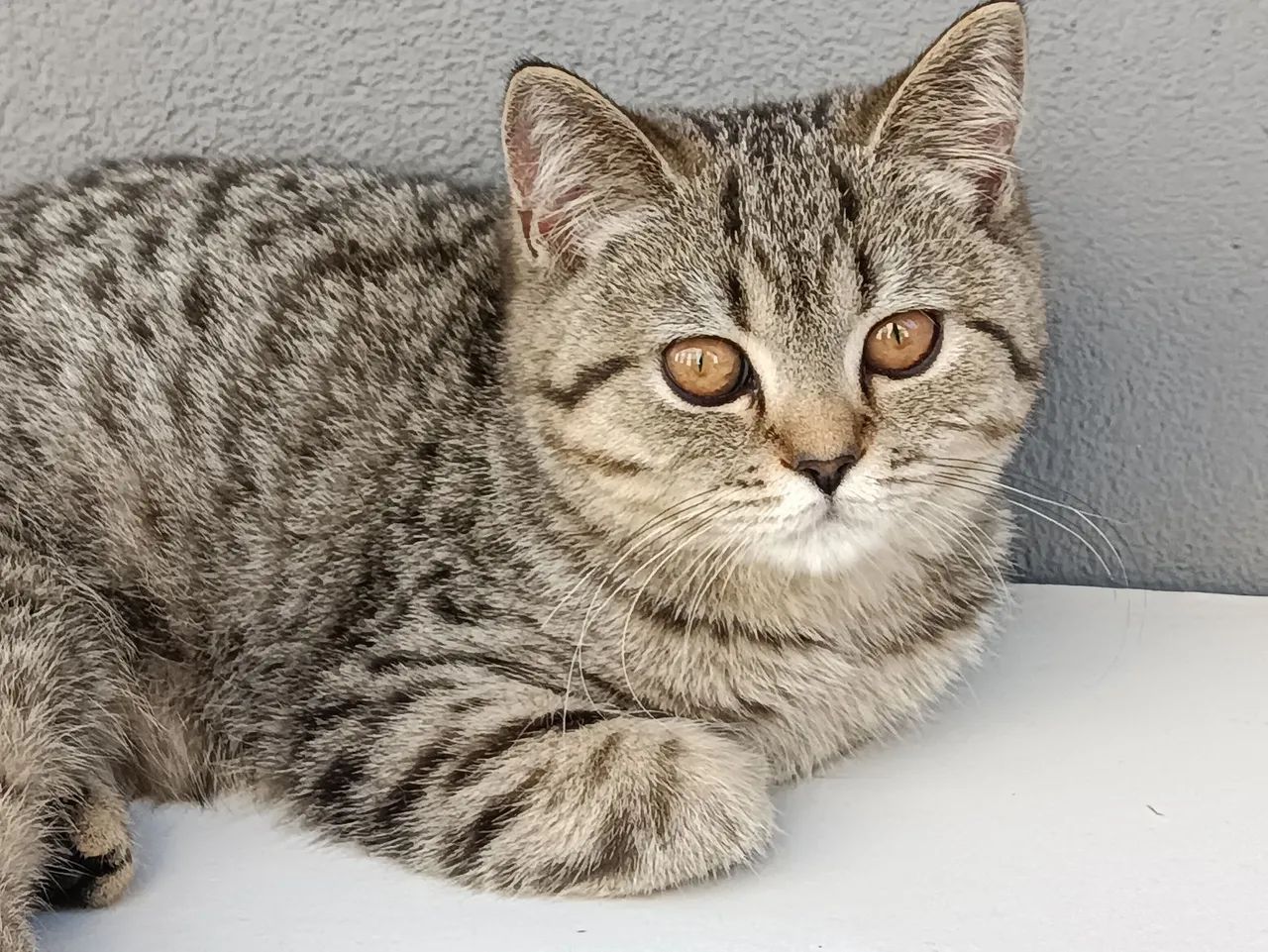 Promo British Shorthair Fêmea SP