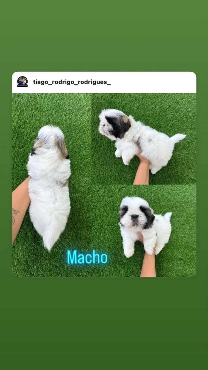 Shihtzu  macho  - Foto 4