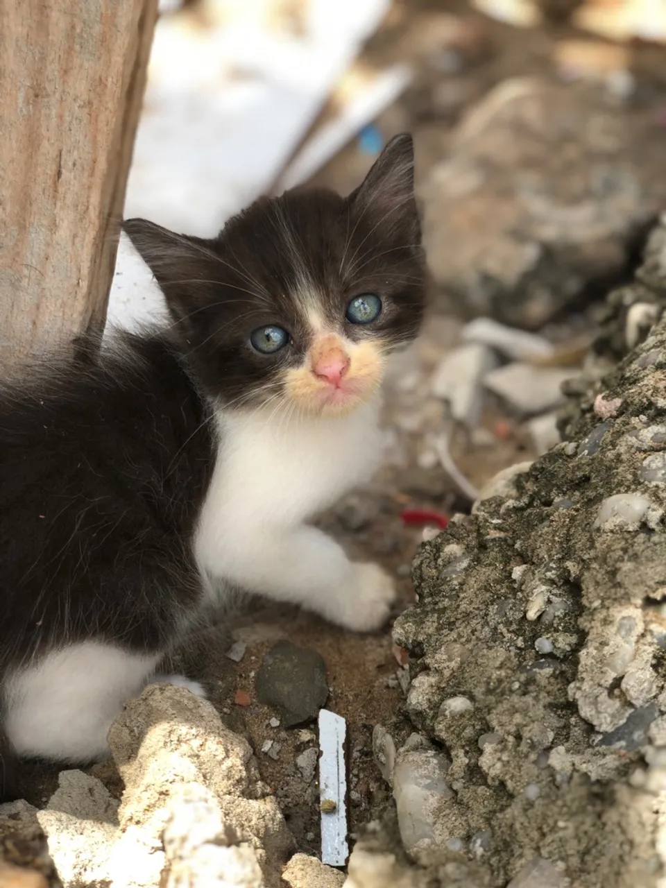 Gatos pra doação 