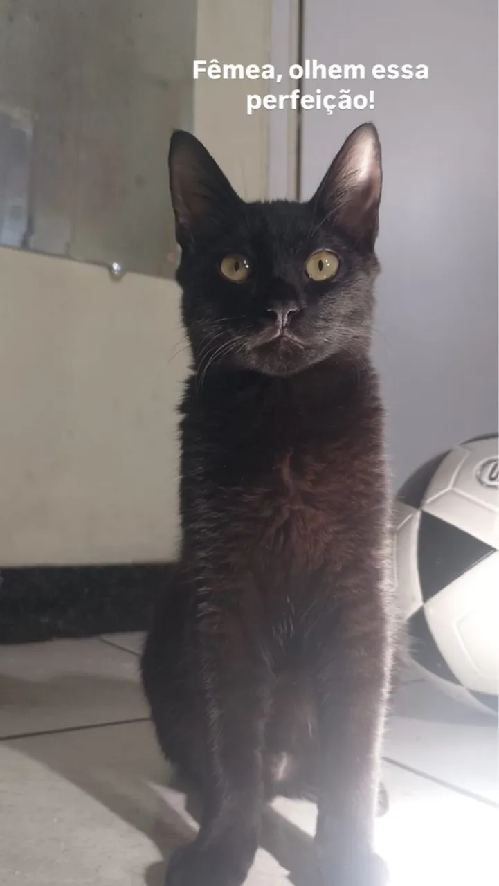 Gatinho preto charmoso para adoção
