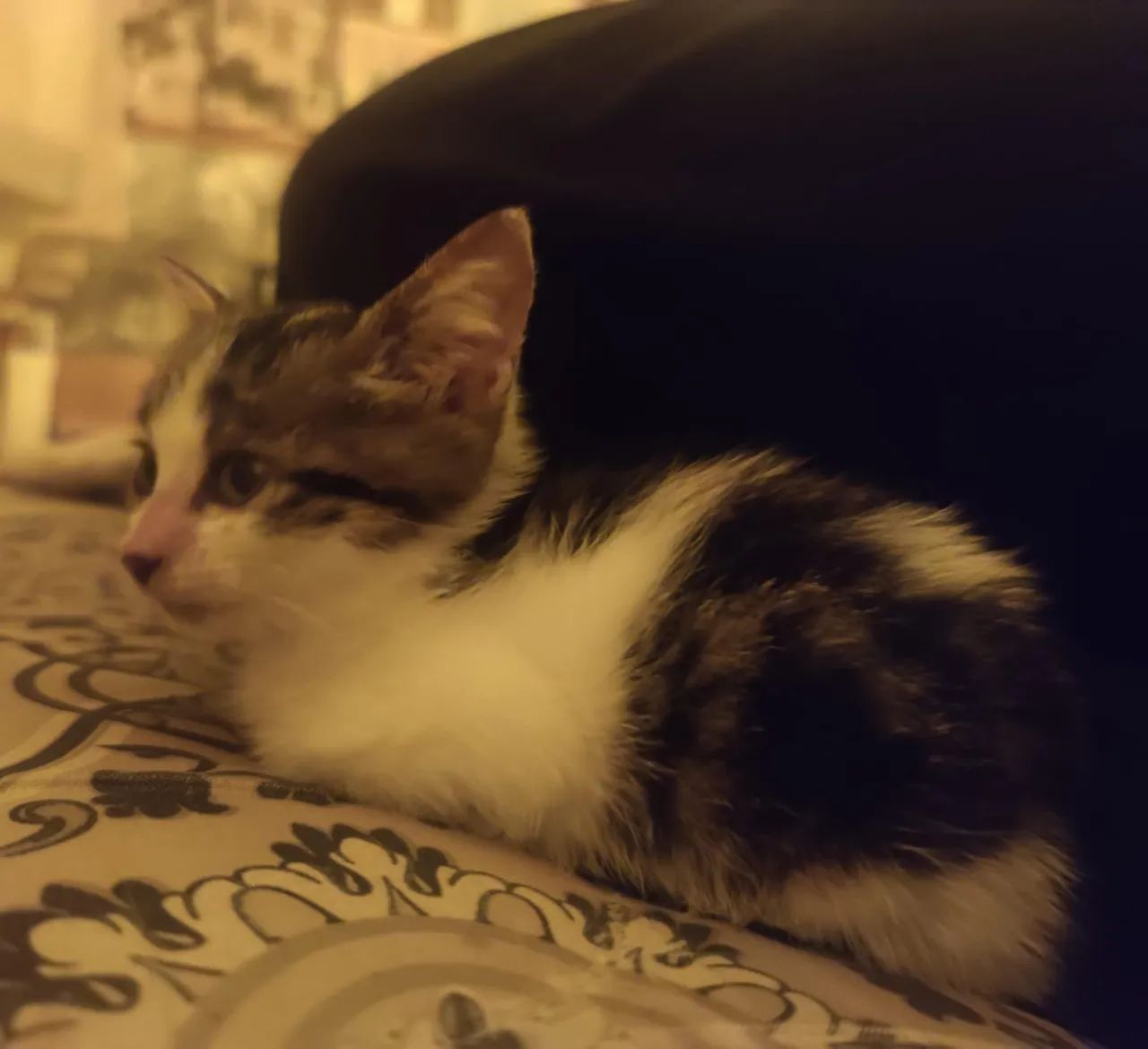 Gatinho fofinho para adoção - levo até a pessoa - Foto 4