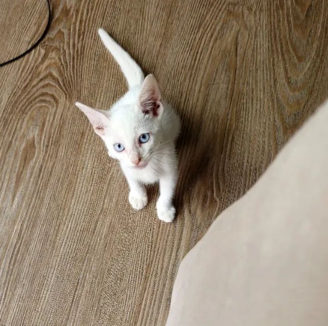 Adote o Luffy! - Foto 2