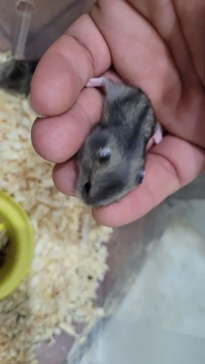 Hamster Anão russo filhotes 