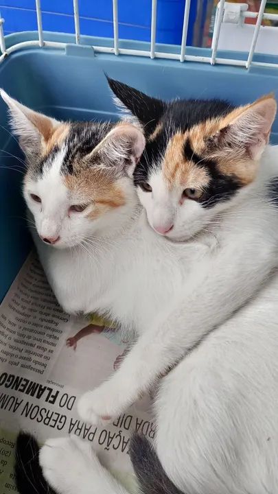 Filhotes com Castração garantida, vermifugadas e com a primeira dose de vacina para adocao - Foto 4