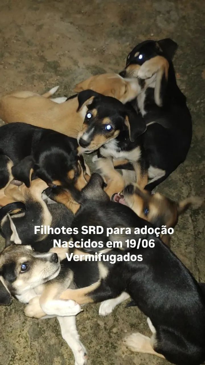 Filhotes para adoção - Nascidos em 19/06