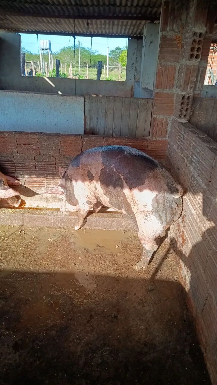 Porcas  - Foto 3