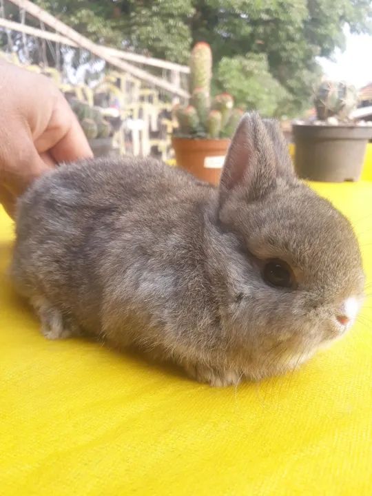 Coelho anão importado  Netherland dwarf  - Foto 4