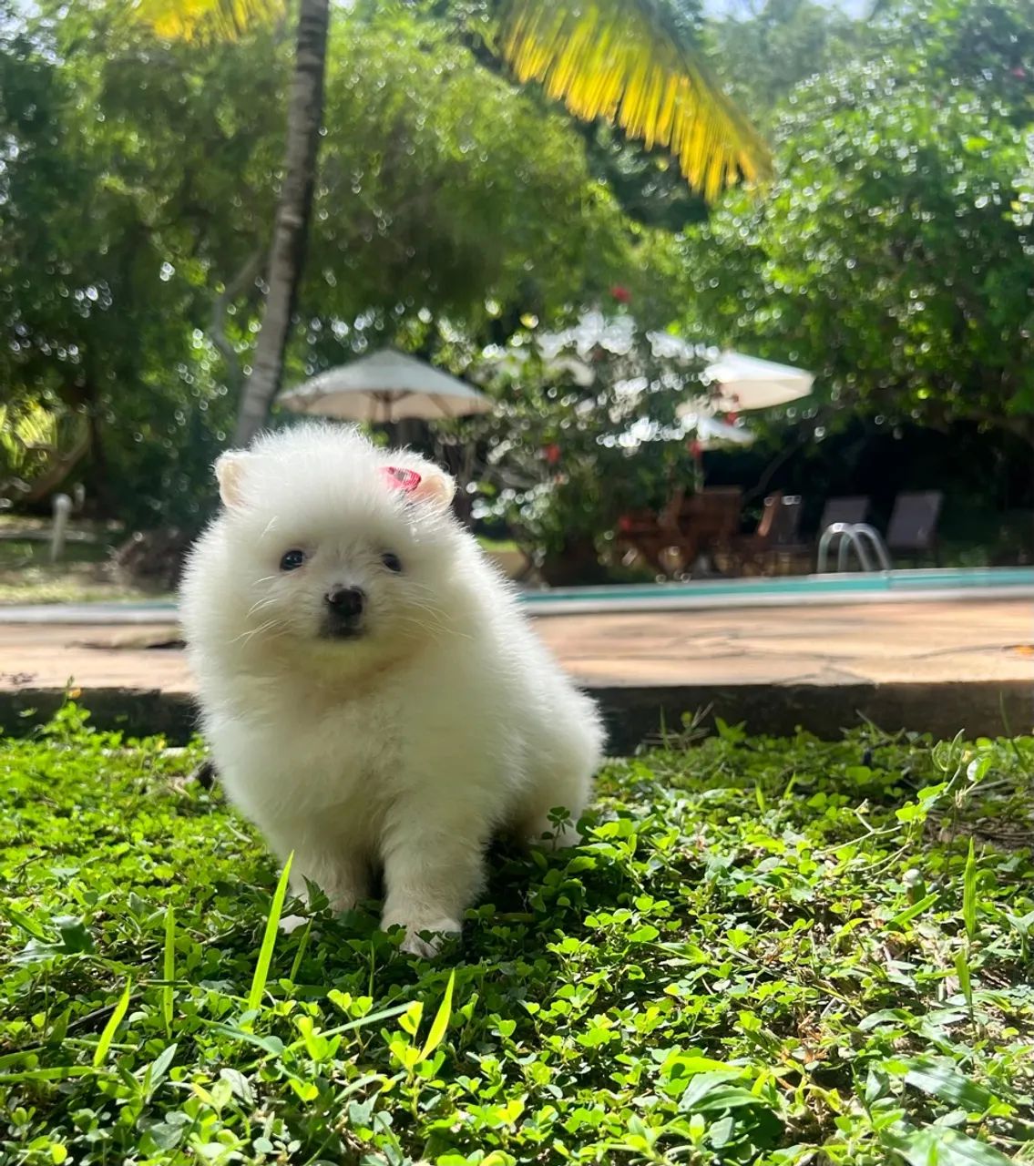 Lulu da Pomerania Anoes  - Foto 4
