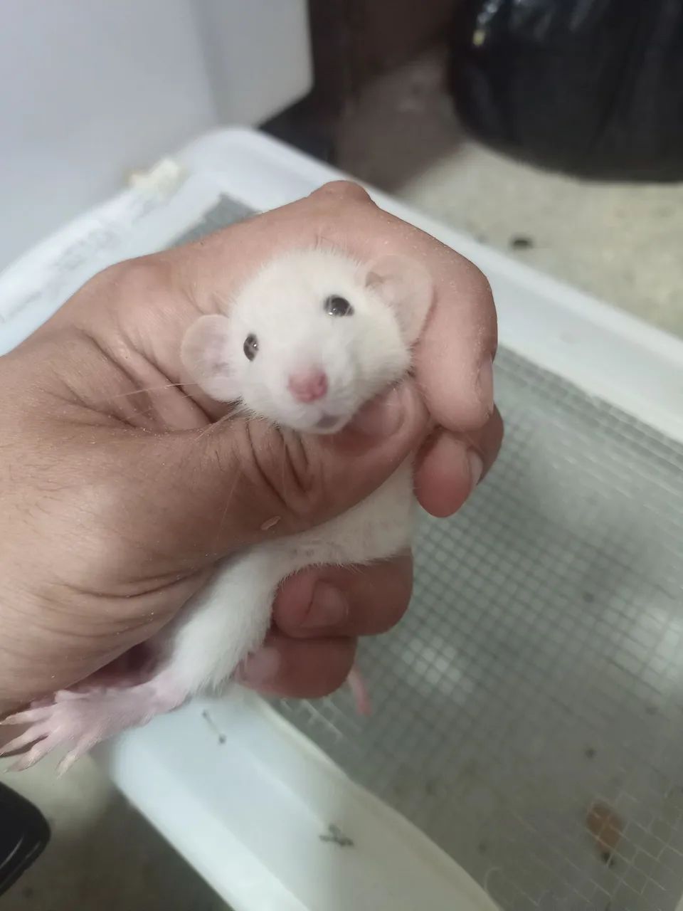 Vendo ratos twister siames - Foto 3