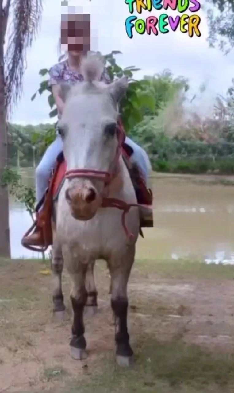 Pônei super mansa  - Foto 2