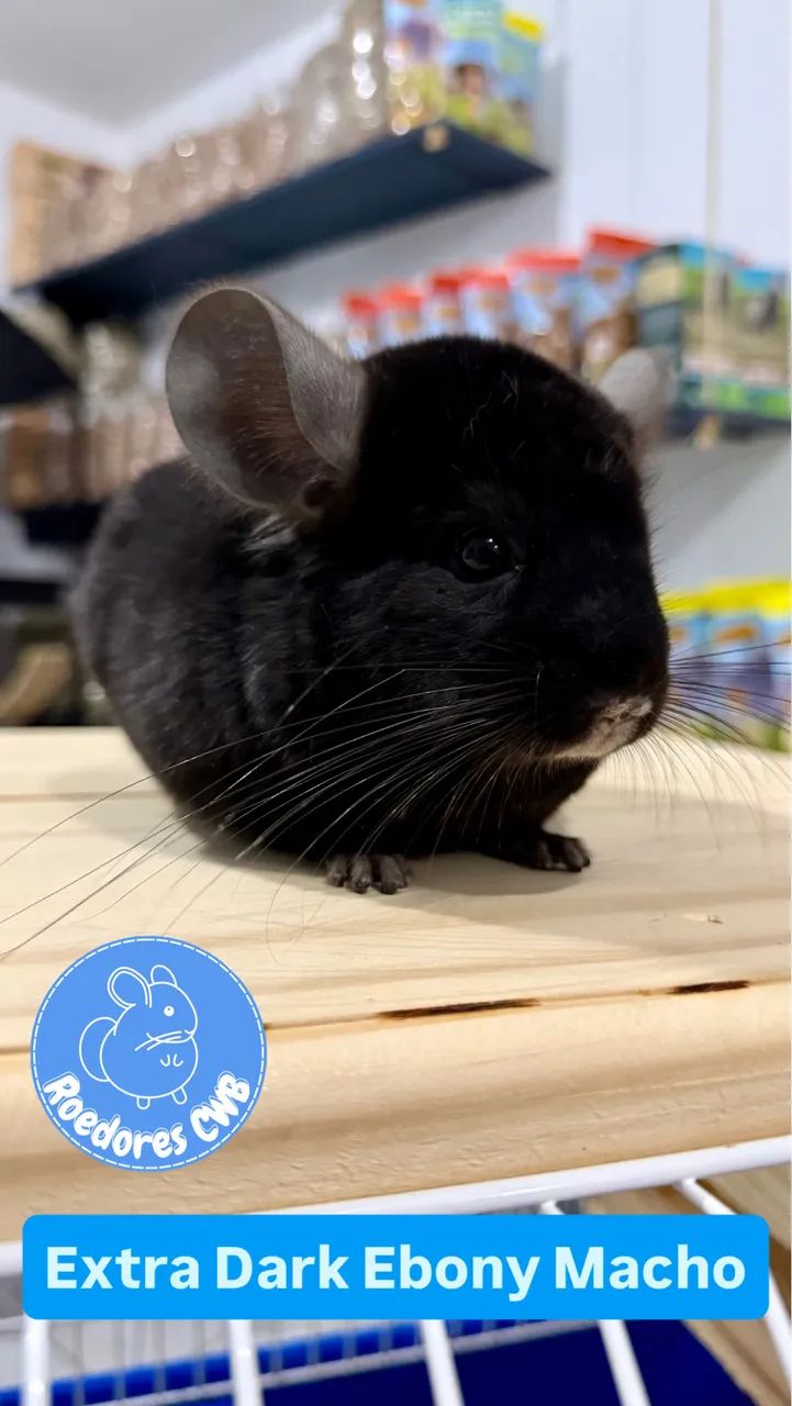 Chinchilas Mansas (Roedores CWB) - Foto 2