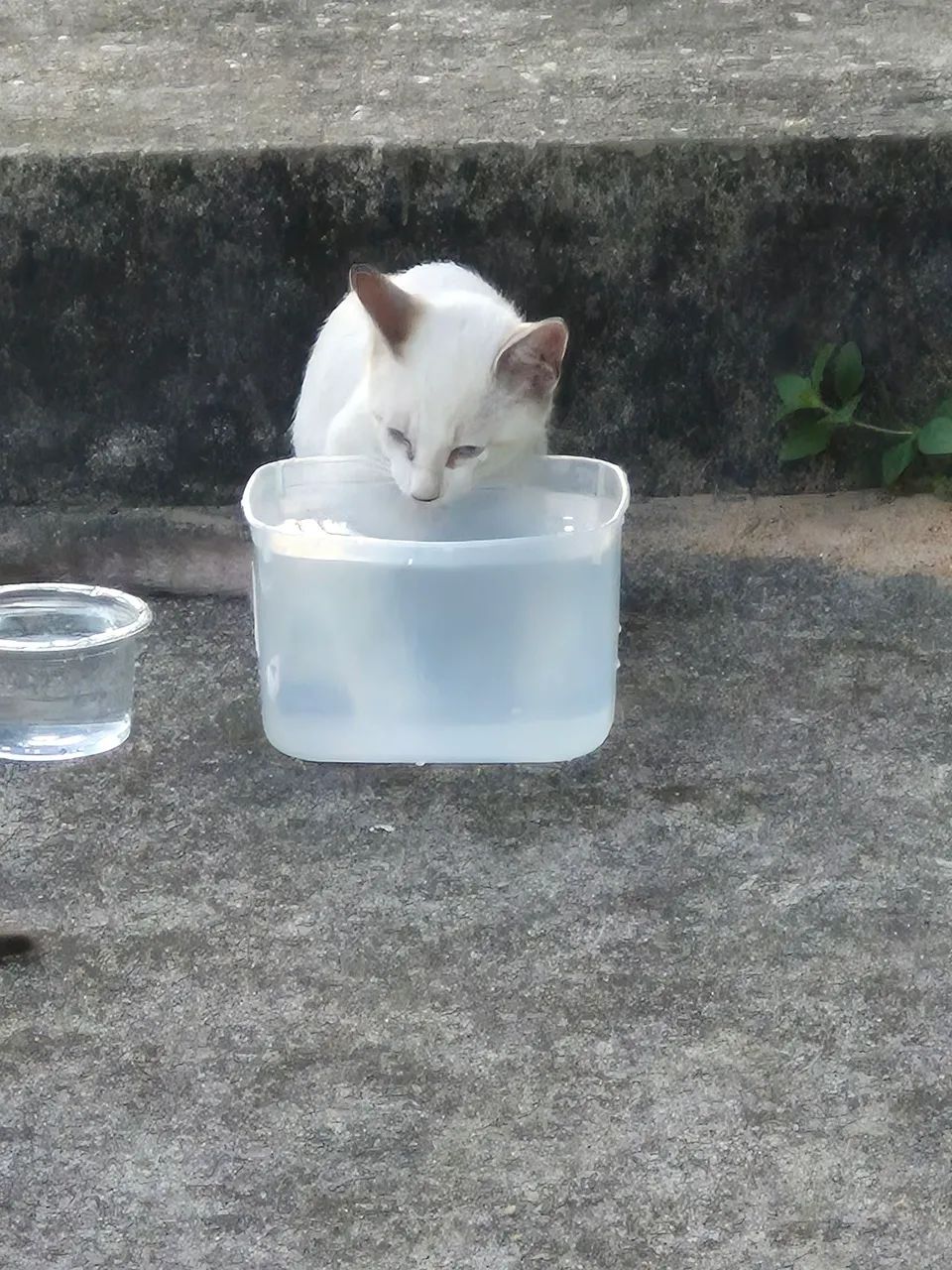 Gatos filhotes para doação 