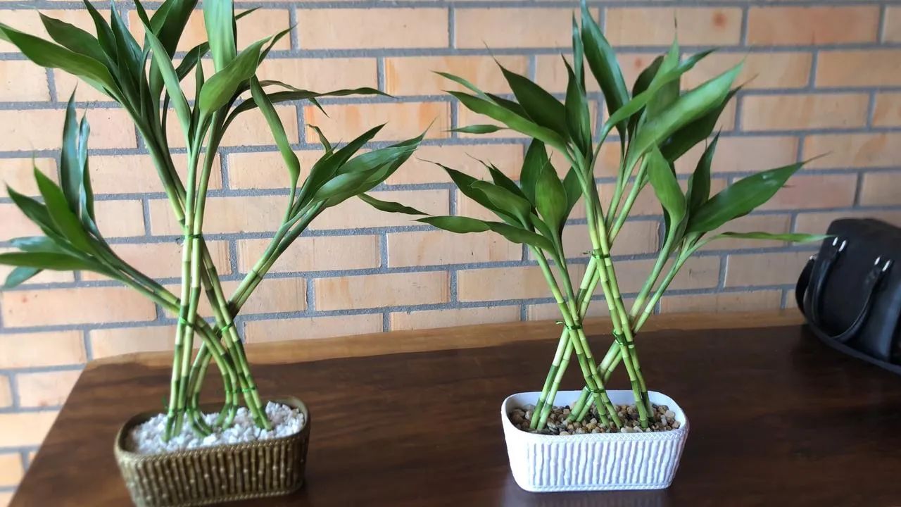 Planta Bambu da Sorte em Vaso Decorativo - Foto 5