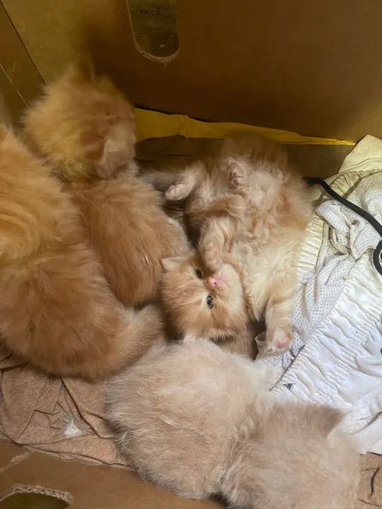 Filhotes de gato da raça british long hair - Foto 2