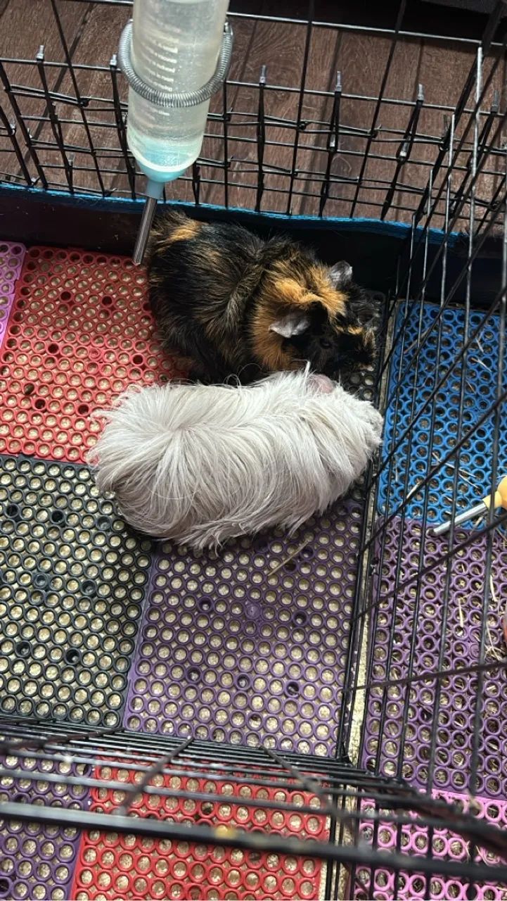 Porquinho da Índia - Foto 5