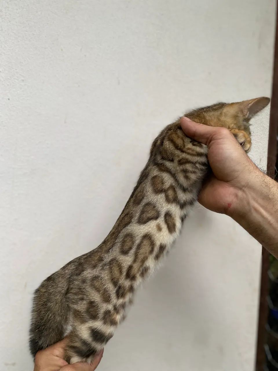 Gato Bengal com rosetas 424794494694205442