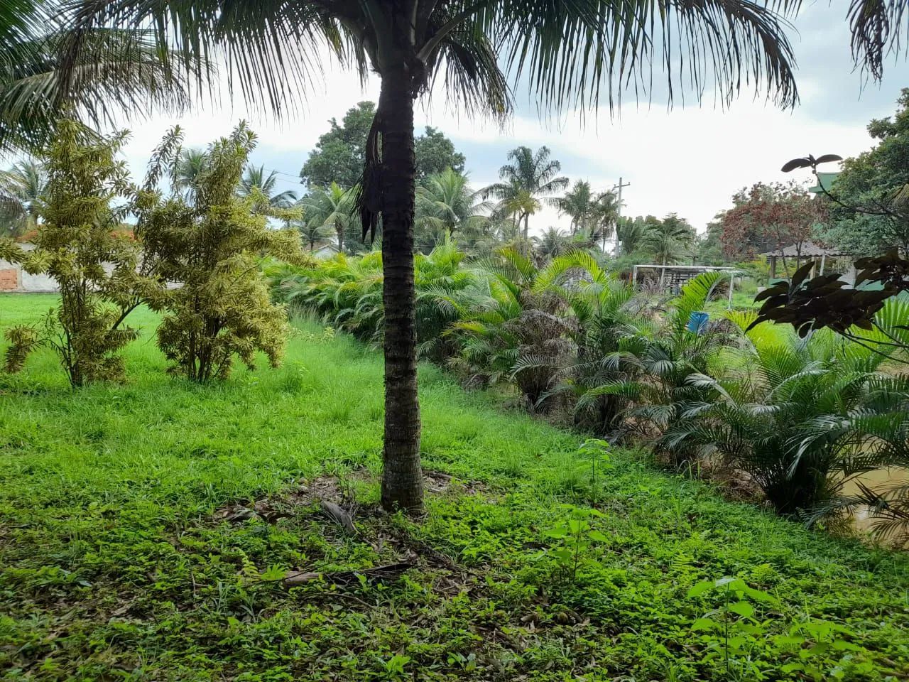 Vendo Mini Sítio em Seropédica - (Campo  Lindo) SOMENTE VENDA - Foto 8