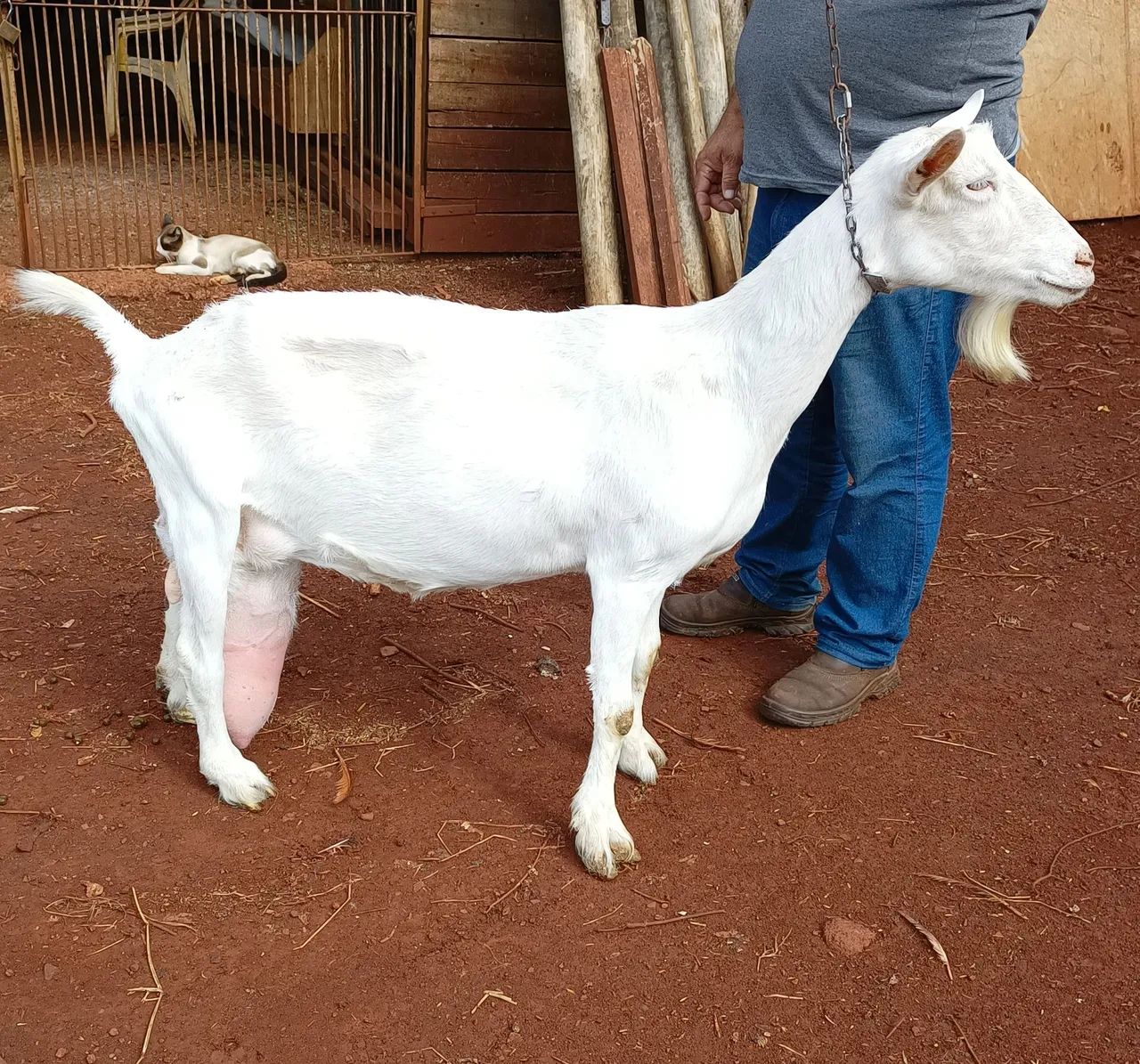 Cabras Saanen  - Foto 4