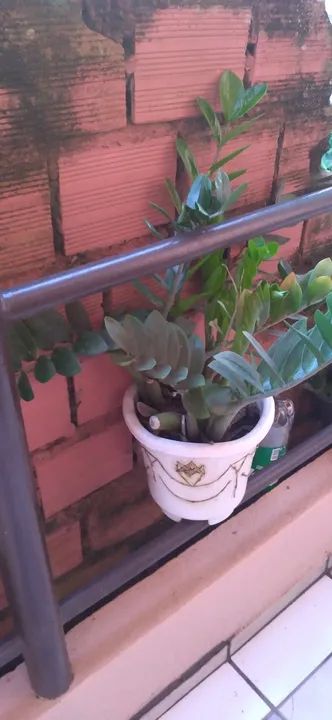 Planta Zamiculca em vaso