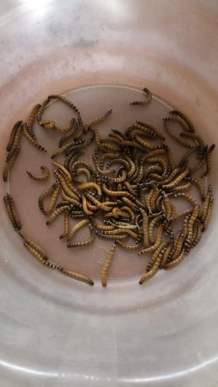 Larvas de Tenébrio do Gigante