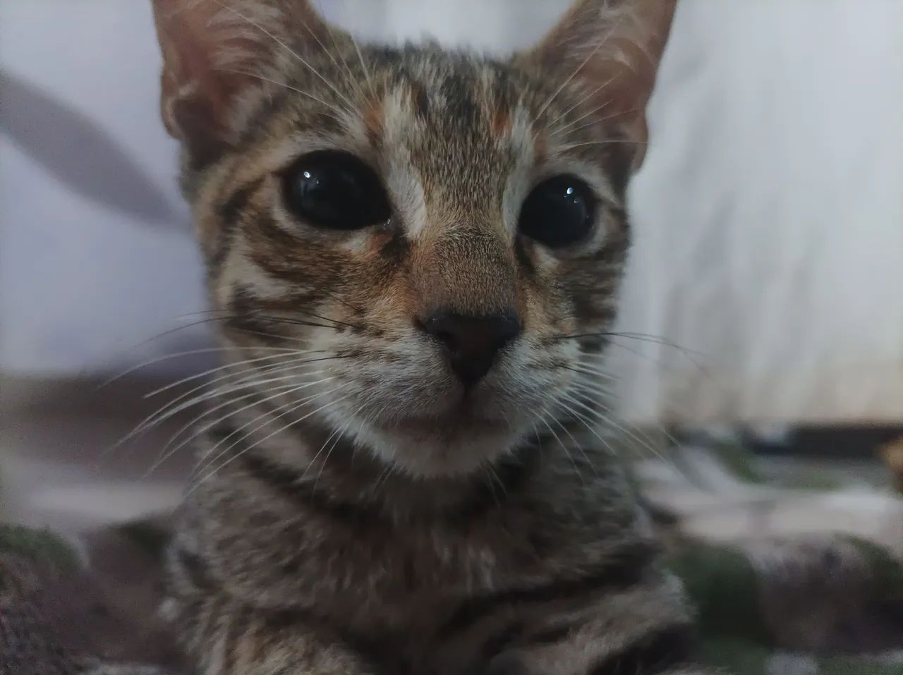 Adote uma gatinha !! - Foto 4