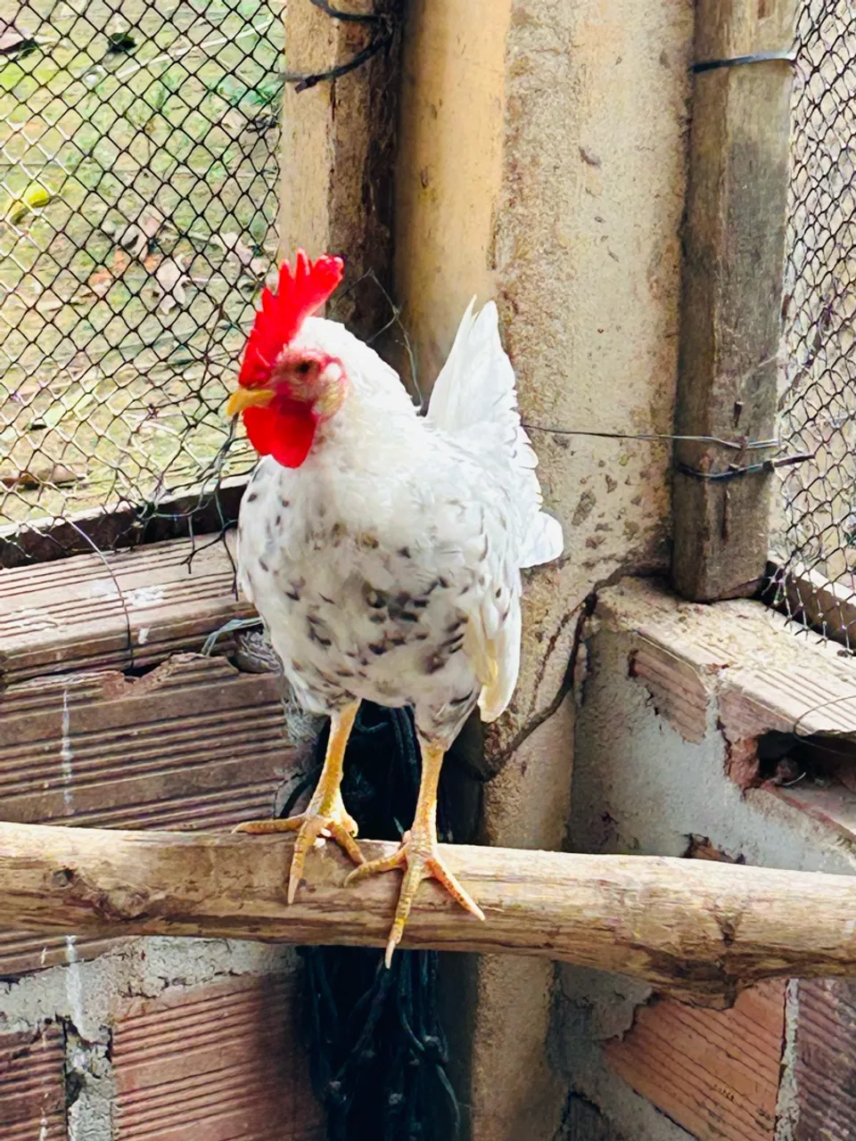 Pinto Mini Garnizé