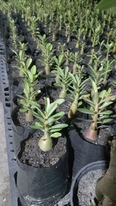 Rosas do deserto  - Foto 2