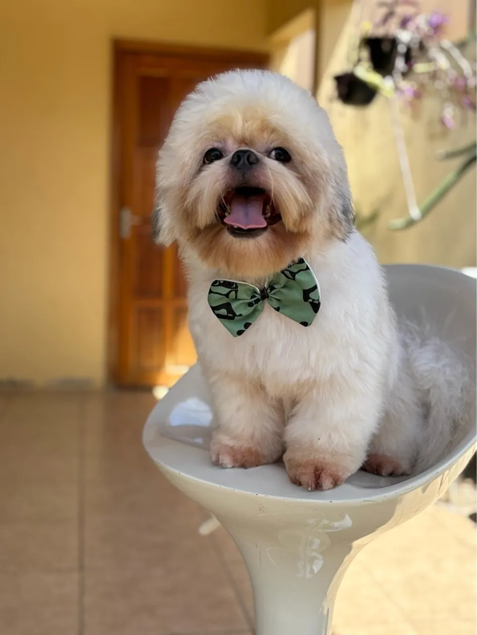 Shih Tzu lindo