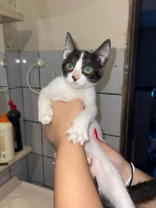 Gatinhos branco e preto, dócil e carinhoso - Foto 3