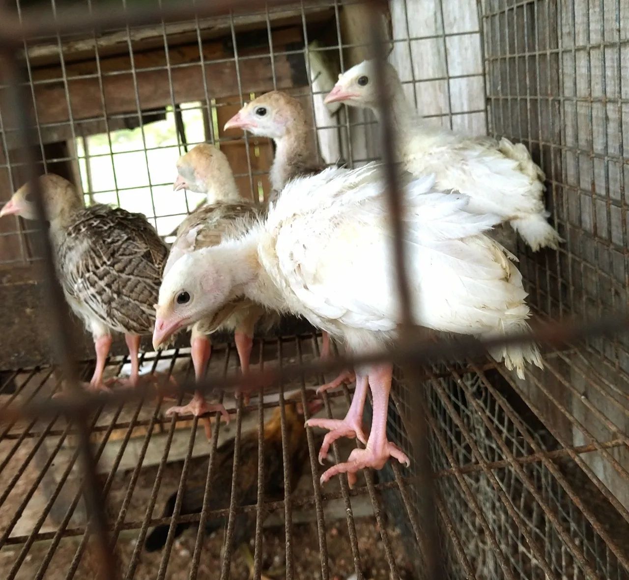 Filhotes de peru  - Foto 5