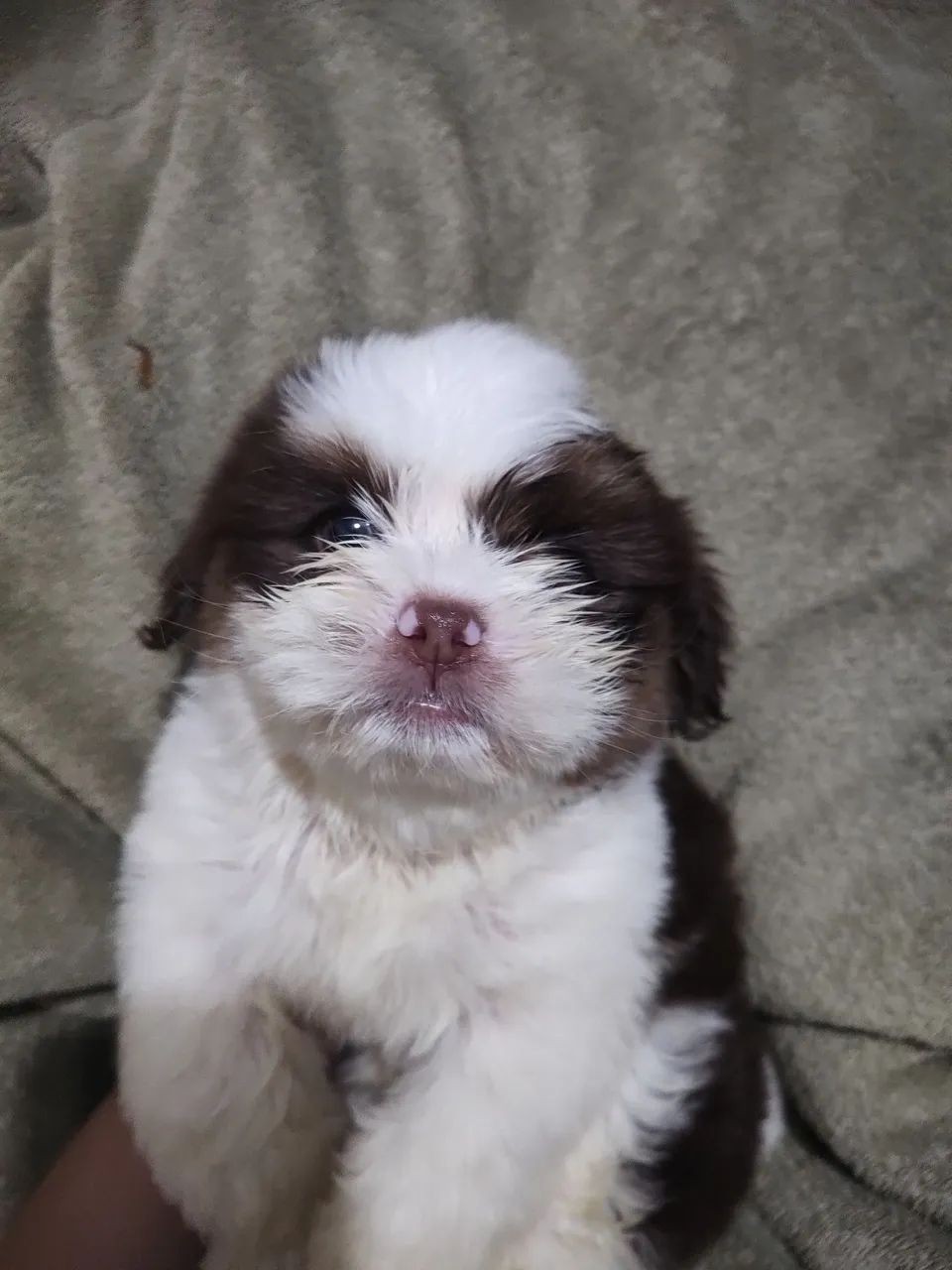 Shih Tzu macho - Foto 3