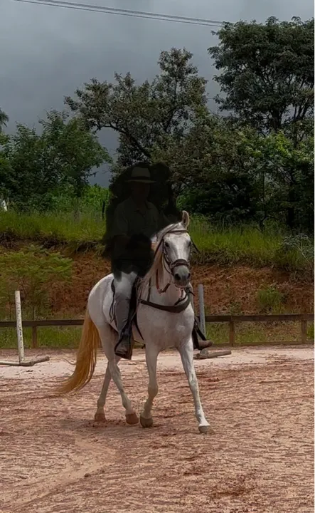 Mangalarga Marchador