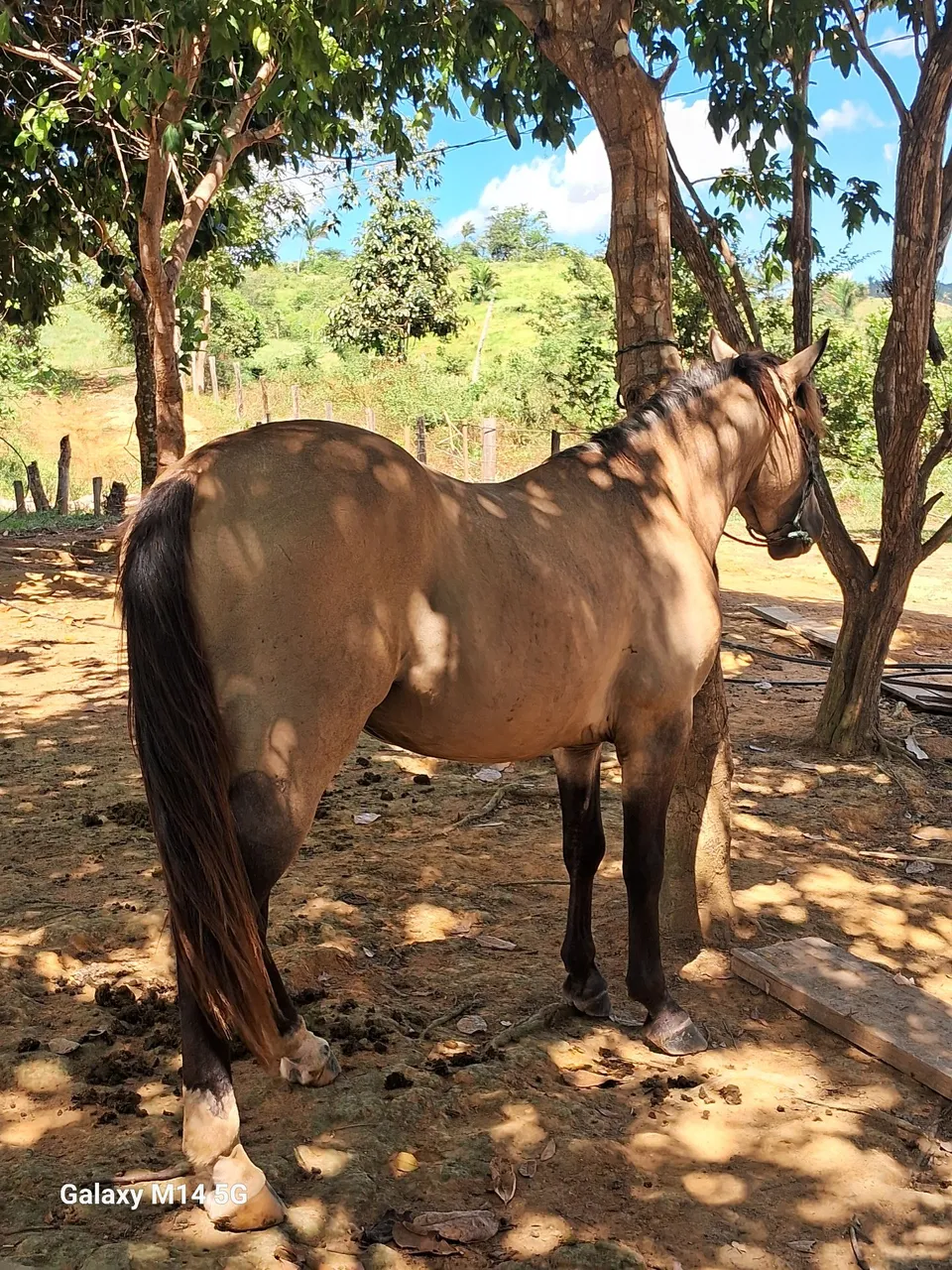 Cavalo de pelagem clara para venda